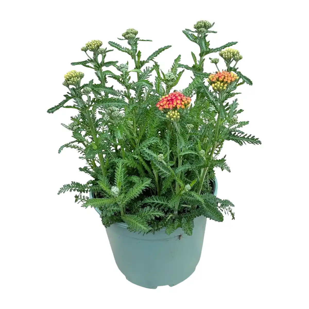Bild 2 von GARDENLINE Gartenpflanze / Staude