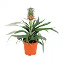 Bild 2 von GARDENLINE Guzmanie