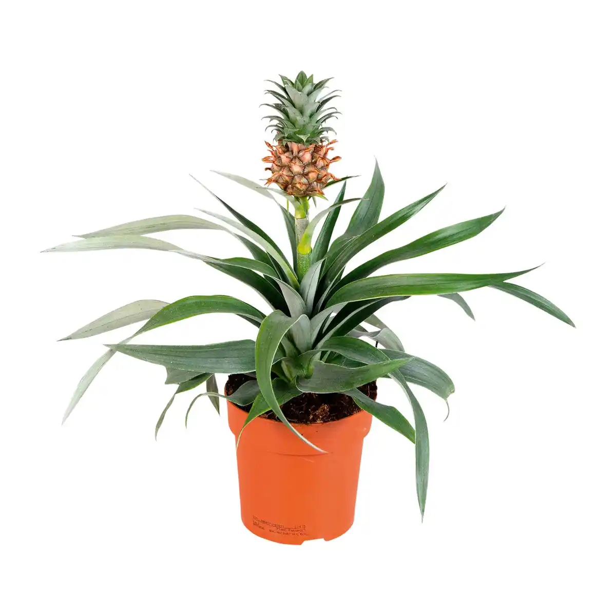 Bild 2 von GARDENLINE Guzmanie