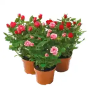 Topfrose