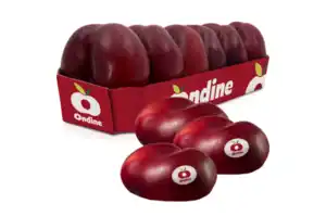 Ondine Plattnektarinen