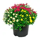 Bild 2 von GARDENLINE Chrysanthemenbüsche-Trio