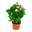 Bild 2 von GARDENLINE Kalanchoe / Gerbera / Topfrose