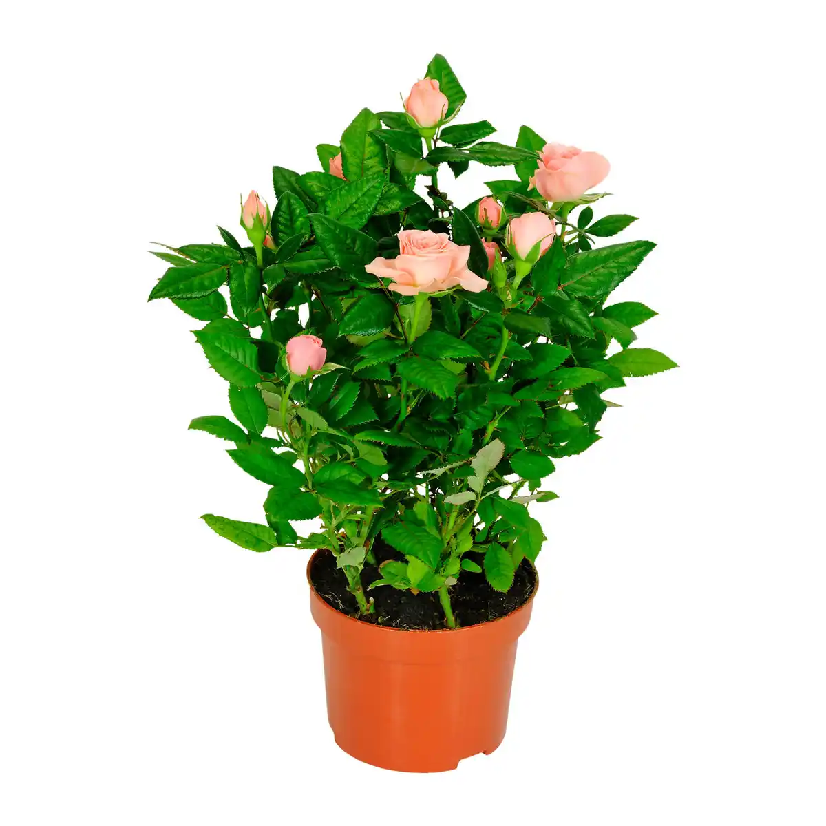 Bild 2 von GARDENLINE Kalanchoe / Gerbera / Topfrose