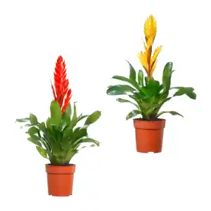 GARDENLINE Guzmanie