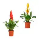 Bild 1 von GARDENLINE Guzmanie