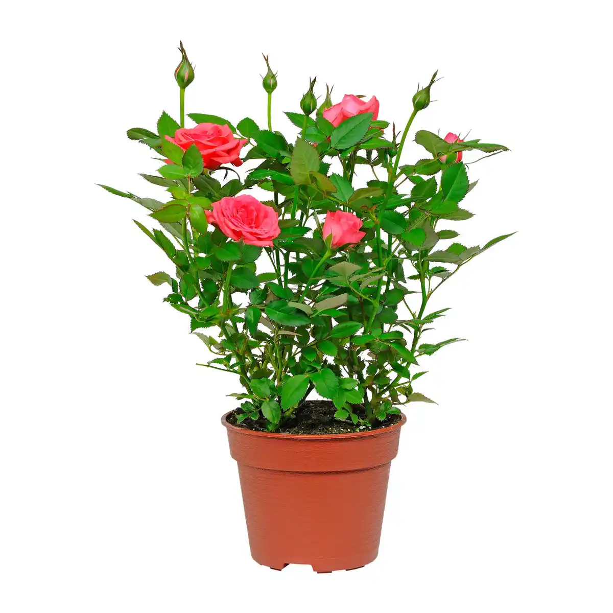 Bild 4 von GARDENLINE Kalanchoe / Gerbera / Topfrose