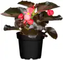 Bild 2 von Beet-Mix