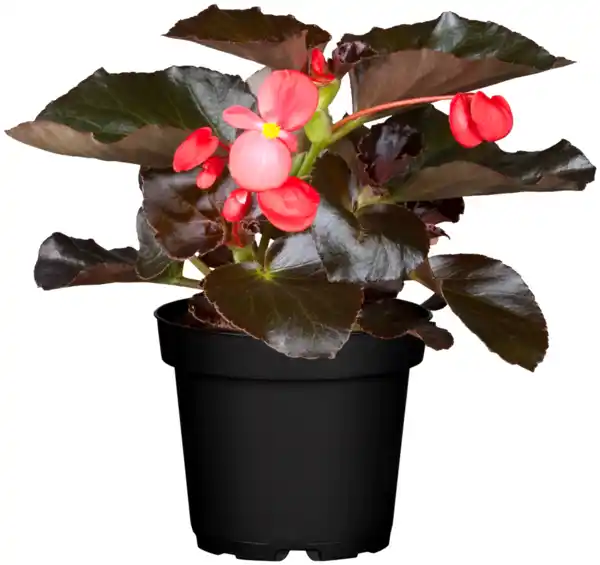 Bild 2 von Beet-Mix