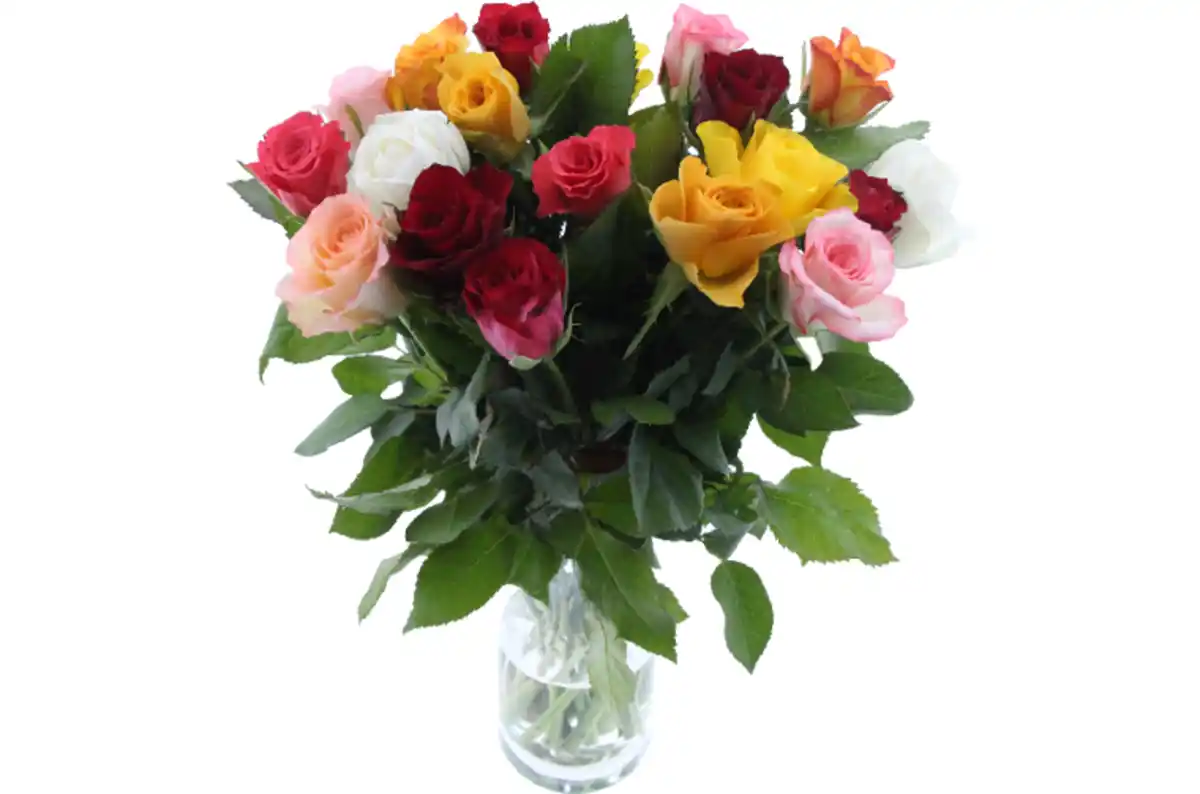 Bild 1 von Harlekin Rosen