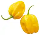 Bild 1 von Niederl. Habanero, mix, 50-g-Packg.