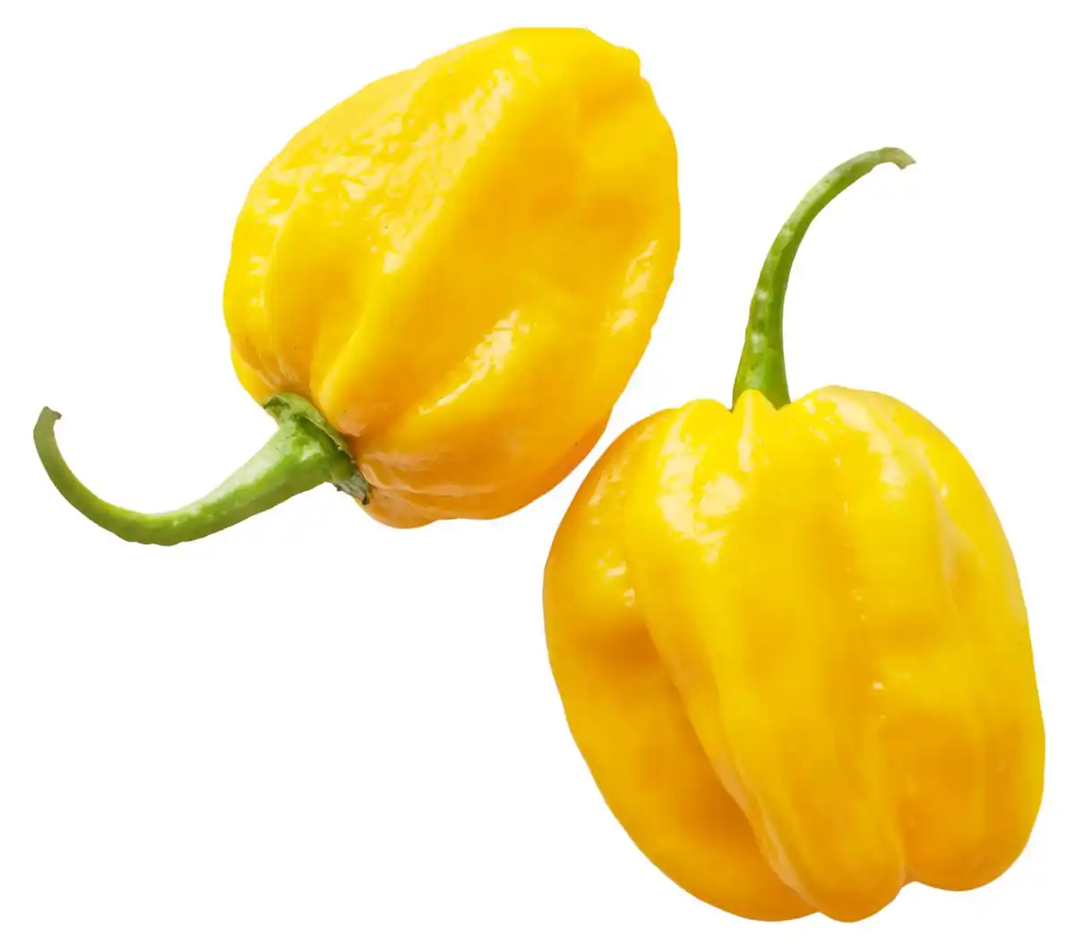 Bild 1 von Niederl. Habanero, mix, 50-g-Packg.