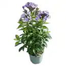 Bild 1 von Flammenblume