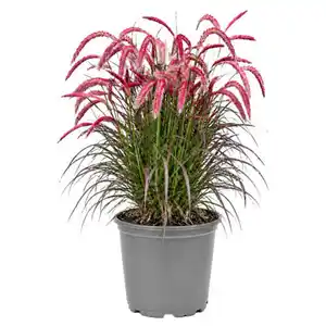 GARDENLINE Gräser Sommer Mix, Red Baron