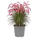 Bild 1 von GARDENLINE Gräser Sommer Mix, Red Baron