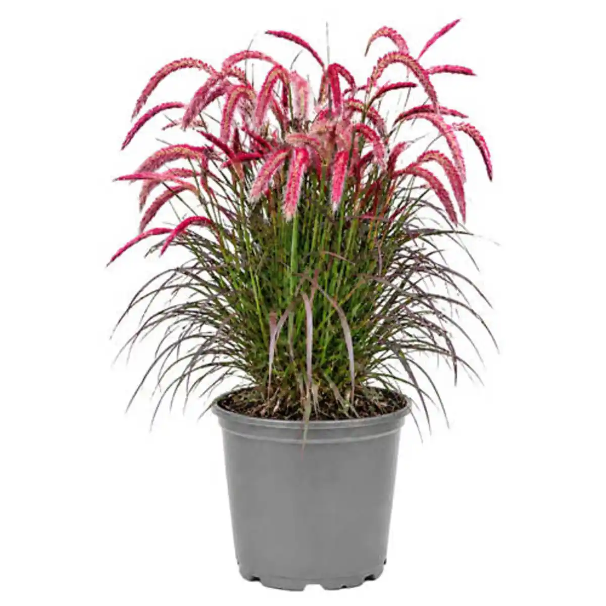 Bild 1 von GARDENLINE Gräser Sommer Mix, Red Baron