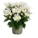 Bild 1 von GARDENLINE Chrysanthemen