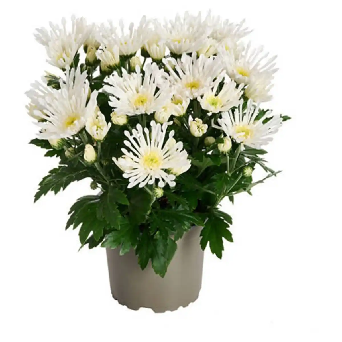 Bild 1 von GARDENLINE Chrysanthemen