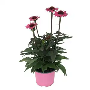 GARDENLINE Sonnenhut Sun Seeker, Pink
