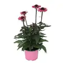 Bild 1 von GARDENLINE Sonnenhut Sun Seeker, Pink