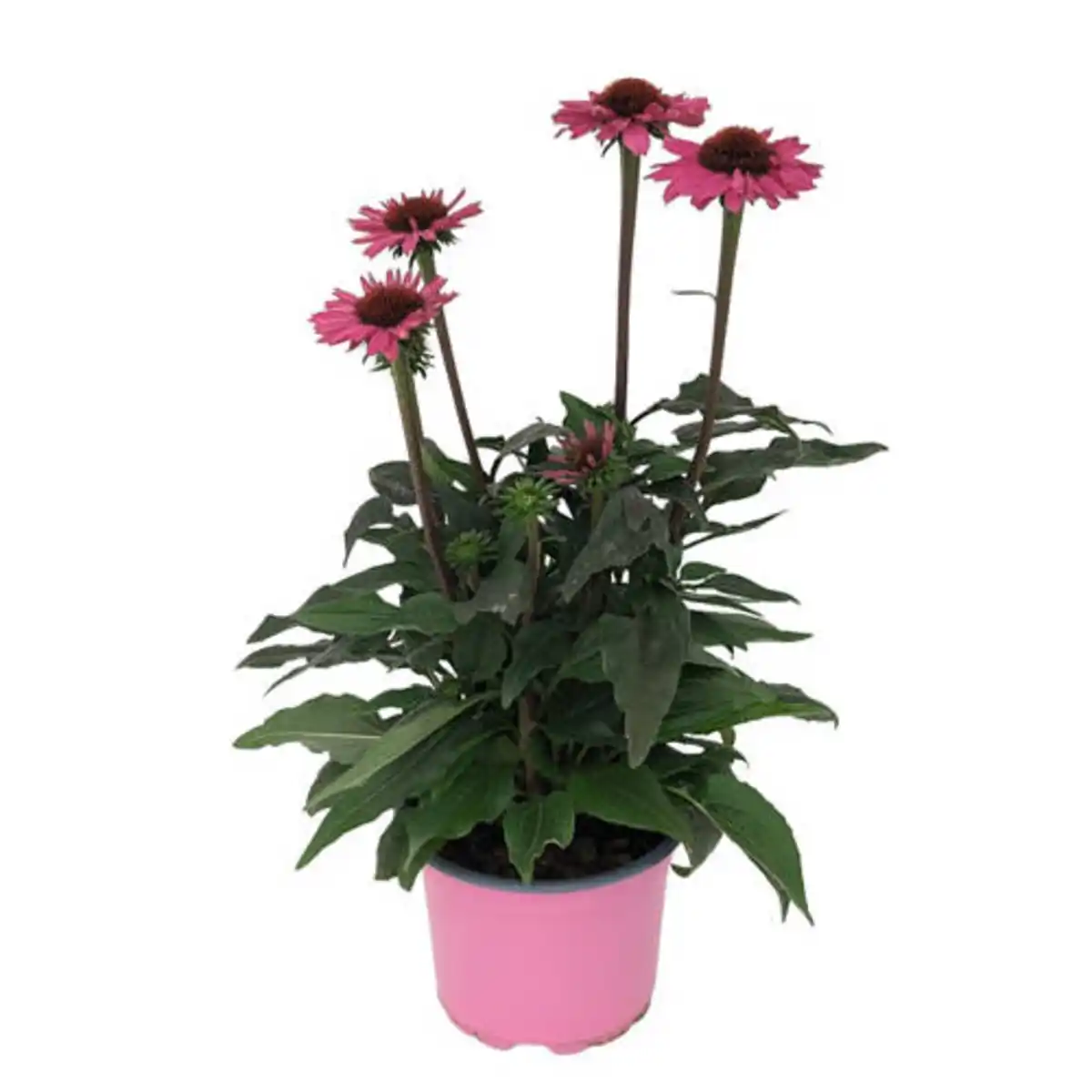 Bild 1 von GARDENLINE Sonnenhut Sun Seeker, Pink