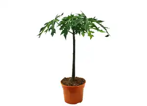 Papaya/Maracuja Pyramidenbusch