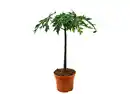 Bild 1 von Papaya/Maracuja Pyramidenbusch