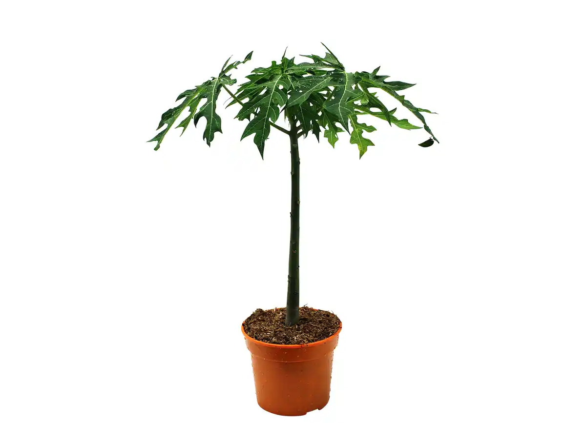 Bild 1 von Papaya/Maracuja Pyramidenbusch