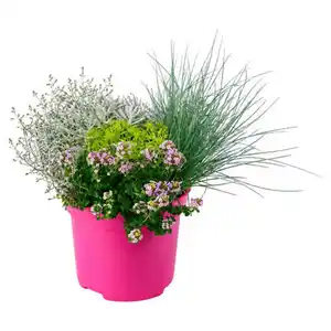 GARDENLINE Sommer-Pflanzen, Colour- Trio