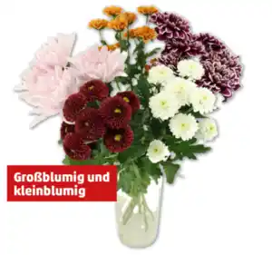 Chrysanthemen Santini Festival*