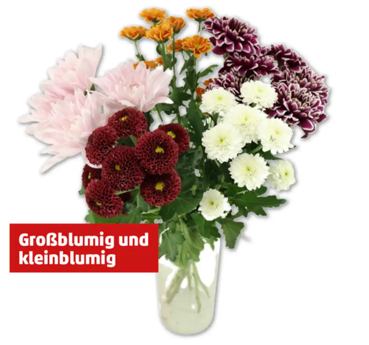Bild 1 von Chrysanthemen Santini Festival*