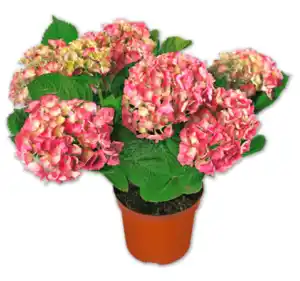 Gartenhortensie*