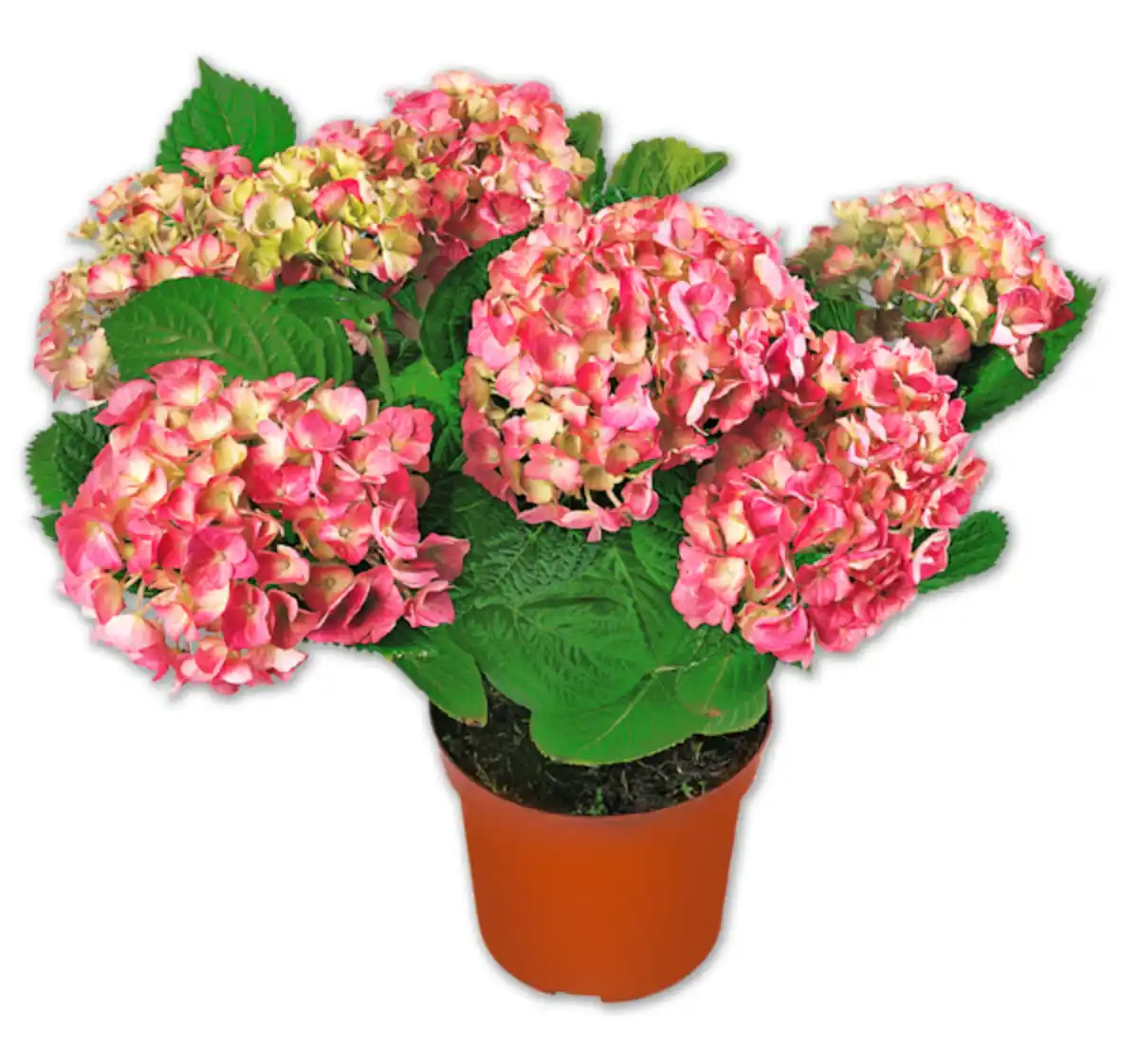 Bild 1 von Gartenhortensie*
