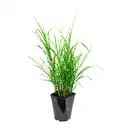 Bild 2 von GARDENLINE Ziergras