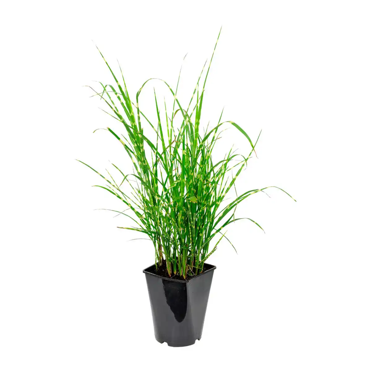 Bild 2 von GARDENLINE Ziergras