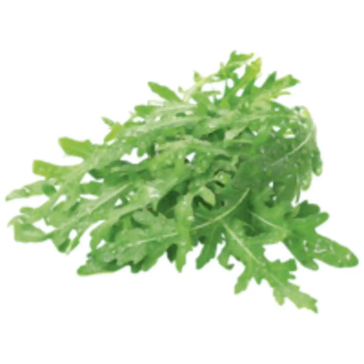 Bild 1 von Rucola