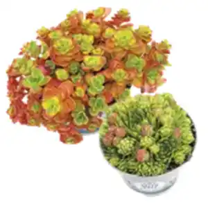 Sedum oder Sempervivum