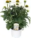 Bild 1 von Echinacea purpurea Purpur-Sonnenhut 13 cm Topf