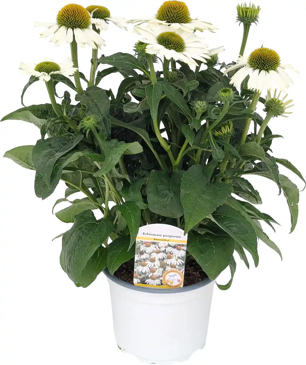 Bild 1 von Echinacea purpurea Purpur-Sonnenhut 13 cm Topf