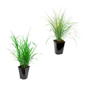 GARDENLINE Ziergras