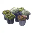 Bild 2 von GARDENLINE Sempervivum