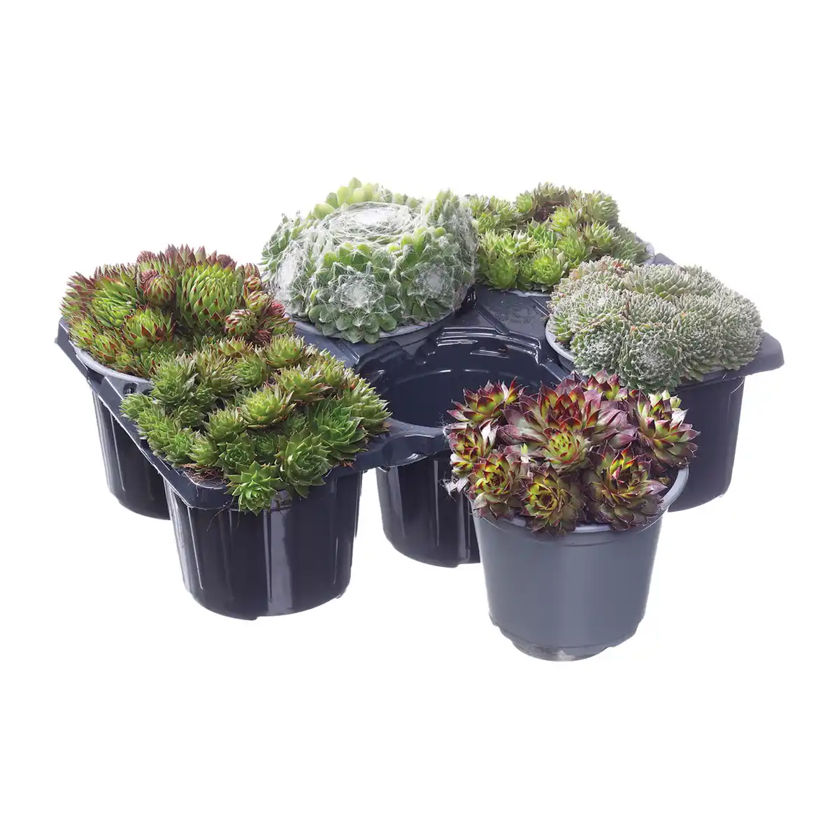 Bild 2 von GARDENLINE Sempervivum