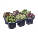 Bild 3 von GARDENLINE Sempervivum