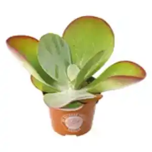 Kalanchoe Thyrsiflora „Wüstenkohl“