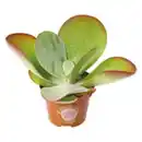 Bild 1 von Kalanchoe Thyrsiflora „Wüstenkohl“