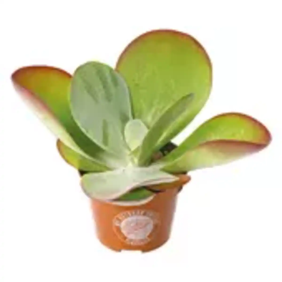 Bild 1 von Kalanchoe Thyrsiflora „Wüstenkohl“