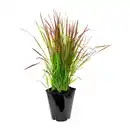 Bild 3 von GARDENLINE Ziergras