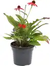 Bild 1 von Echinacea hybride Lakota Purpur-Sonnenhut 13 cm Topf rot