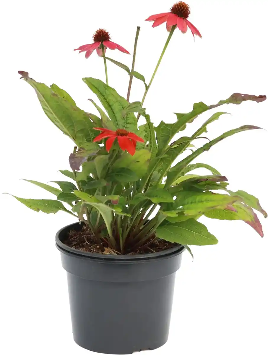 Bild 1 von Echinacea hybride Lakota Purpur-Sonnenhut 13 cm Topf rot