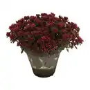 Bild 3 von GARDENLINE Sedum